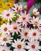 Blaue Rasselblume, im Topf - Catananche caerulea Produktbild-Vorschau 2