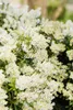 Pieris japonica 'Debutante', Japanische Lavendelheide, Produktbild-Vorschau 5