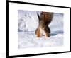 MuchoWow® MuchoWow® Gerahmtes Poster Eichhörnchen - Produktbild-Vorschau 1