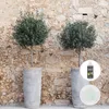 Two potted olive trees stand against a stone wall, with a small inset showing a bottle of plant food and an evergreen plant logo. Produktbild-Vorschau