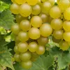Winorośl Refren 2L Podgląd zdjęcia produktu 7