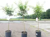 Citrus Yuzu 130 - 150 cm, Zitronenbaum Zitrone, japanische Produktbild-Vorschau 4