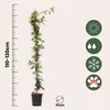 Jasmin étoilé - Set de 2 - Trachelospermum jasminoides - Voir les images du produit 2