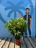 A potted plant is displayed in front of a blue backdrop with a cartoon illustration of a person and height markings. Podgląd zdjęcia produktu