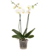 Dehner Schmetterlingsorchidee, zweitriebig, weiße Blüten, Produktbild-Vorschau 1