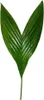 Palma betelowa - Areca catechu - Palma wewnetrzna - Palma Podgląd zdjęcia produktu 5