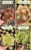 BALDUR Garten 2x Sempervivum 'Lemon Flare®', Pflanzen im Produktbild-Vorschau 2
