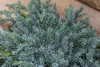 Juniperus squamata 'Blue Carpet', Blauer Teppichwacholder, Produktbild-Vorschau 4