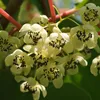 A close-up view of several small, white flowers with black centers, growing on red stems. Anteprima dell’immagine prodotto