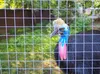 A cassowary bird behind a wire fence. Voir les images du produit