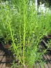 Eriostemon myoporoides - Philotheca - Langblättrige Produktbild-Vorschau 2