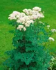 Thalictrum aquilegifolium, Akeleiblättrige Wiesenraute, ca. Produktbild-Vorschau 10