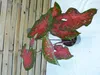 [Palmenlager] Caladium bicolor 60-80 cm- Topf 21 cm Ø // Produktbild-Vorschau 4
