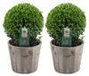 Plants by Frank | Vero agrifoglio a forma di palla in vaso Anteprima dell’immagine prodotto 1