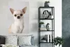 MuchoWow® Poster Porträt eines kleinen weißen Chihuahuas Produktbild-Vorschau 4