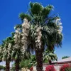 Washingtonia Filibusta - 10 ks semen - Mrazuvzdorná do -10 Náhled obrázku produktu 3