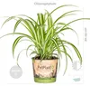 3er-Mix Cyperus, Chlorophytum & Callisia, 15-25 cm, Topf 12 Produktbild-Vorschau 5