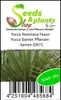 10x Yucca faxoniana Faxon Yucca Garten Pflanzen - Samen Produktbild-Vorschau 3