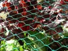 A close-up view of a green net covering red and green leafy vegetables in a garden. Produktbild-Vorschau