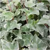 Plants by Frank | 6 Efeu Pflanzen | Hedera Helix 'Glacier' Produktbild-Vorschau 3