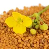 Gelbsenf 5kg Gründünger ganze Körner ganz Produktbild-Vorschau 3