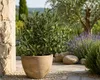 Olijfboom (Olea europaea), ongeveer 50 cm hoog – Echte Productafbeelding-voorbeeld 1
