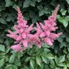 Stauden Gänge 1 x Astilbe arendsii 'Astary Rose' im 0,5 Produktbild-Vorschau 8