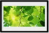 Bild 60x40 MDF-Rahmen Wandkunst Blätter Natur Pflanze Produktbild-Vorschau 1