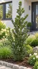 Stechpalme ‘Blue Prince’ – Ilex meserveae, immergrün & Produktbild-Vorschau 3
