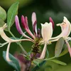 Bloomique - Lonicera Periclymenum - Wiciokrzew polny - Podgląd zdjęcia produktu 3