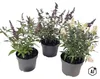 Sommerflieder, Schmetterlingsflieder Mix Buddleja davidii Produktbild-Vorschau 1