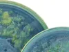 CreaTable, 21516, Yuki zeleno-modrá, servírovacia misa 2 Náhľad obrázku produktu 13