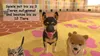Little Friends: Dogs & Cats - [Nintendo Switch] Produktbild-Vorschau 11