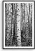 Gerahmtes Poster - Schwarzer Rahmen - Birken Wald Monochrom Produktbild-Vorschau 1