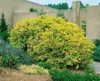 Sambucus nigra, Schwarzer Holunder, 40–60 cm Produktbild-Vorschau 5