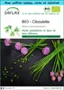 SAFLAX Ensemble-cadeau -- Ciboulette - 250 graines - Allium Voir les images du produit 1