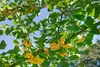 Ginkgo biloba 'Fastigiata', Fächerblattbaum, 100–125 cm Produktbild-Vorschau 5