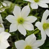 Clematis Early Sensation - zimozielona, wieloletnia i Podgląd zdjęcia produktu 5