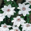 3 x Clematis Miss Bateman Kletterpflanzen: 3 kaufen/2 Produktbild-Vorschau 2