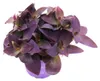 Dreimastblume – Tradescantia pallida – pflegeleichte Produktbild-Vorschau 1