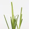 A close-up view of several cut stems of pampas grass against a white background. Produktbild-Vorschau