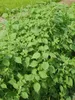 Koreanische Perilla (Perilla frutescens)  - 50 Samen Produktbild-Vorschau 2