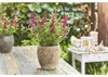 Sommerflieder, Schmetterlingsflieder Mix Buddleja davidii Produktbild-Vorschau 7