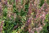 6 x Teucrium chamaedrys - Gamander - Kvetináč 9 x 9 cm Náhľad obrázku produktu 1