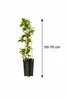Hviezdicový jazmín Trachelospermum jasminoides 50-70 cm - Náhľad obrázku produktu 2