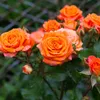 Bloomique - Zestaw 3 sztuk - Róża pomarańczowa doniczkowa - Podgląd zdjęcia produktu 3