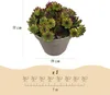Exotická půdopokryvná rostlina – rozchodník Sempervivum Mix Náhled obrázku produktu 3