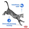 Royal Canin Indoor Sterilized, Adult, jede Rasse, Fleisch, Produktbild-Vorschau 5
