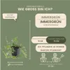 Plants by Frank | 12 Purpur Immergrün Pflanzen | Vinca Produktbild-Vorschau 7