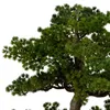 Sztuczne drzewko Bonsai POLIN, czarna ceramiczna donica, 72 Podgląd zdjęcia produktu 3